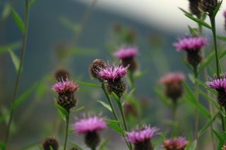 Canon EF 70-300MM F/4.5-5.6 DO IS USM