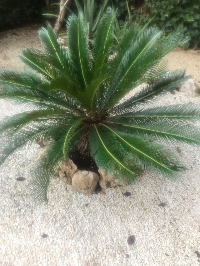 Ragazza molto carina