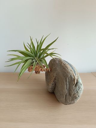 Planta aérea en base hecha a mano