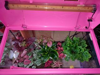 Terrario personalizado