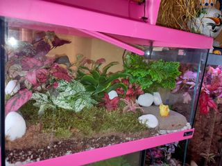 Terrario personalizado