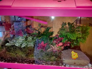 Terrario personalizado