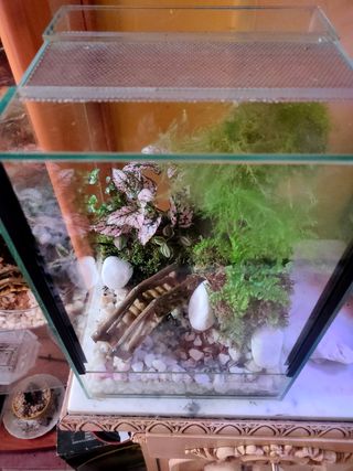 Terrario personalizado