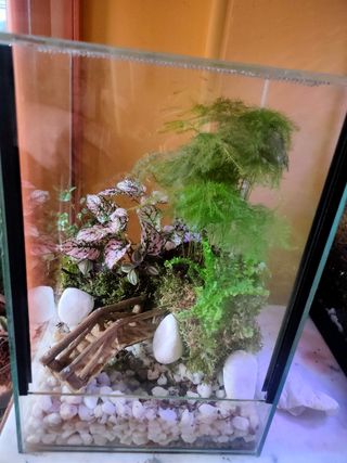 Terrario personalizado