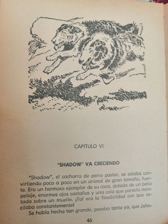Shadow el perro pastor