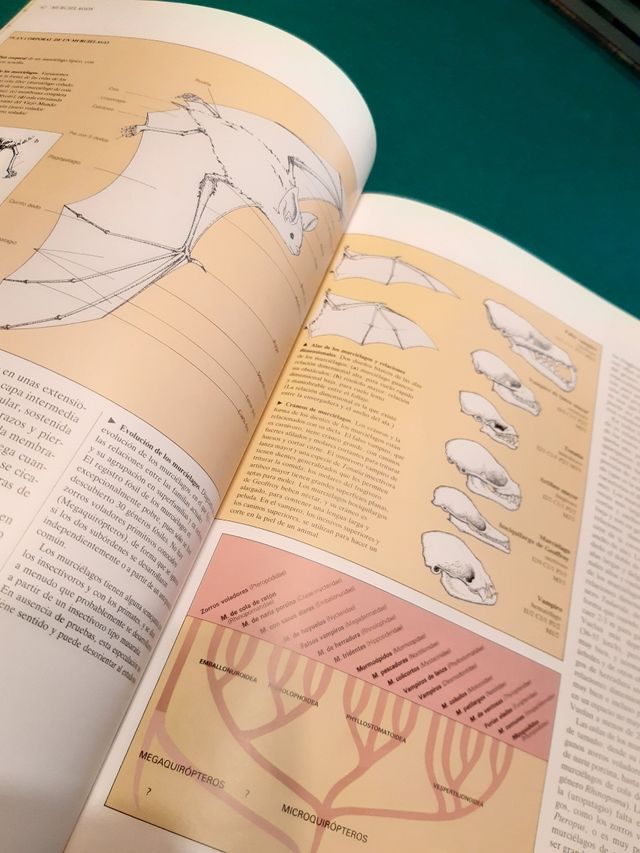 Insectivoros y Marsupiales