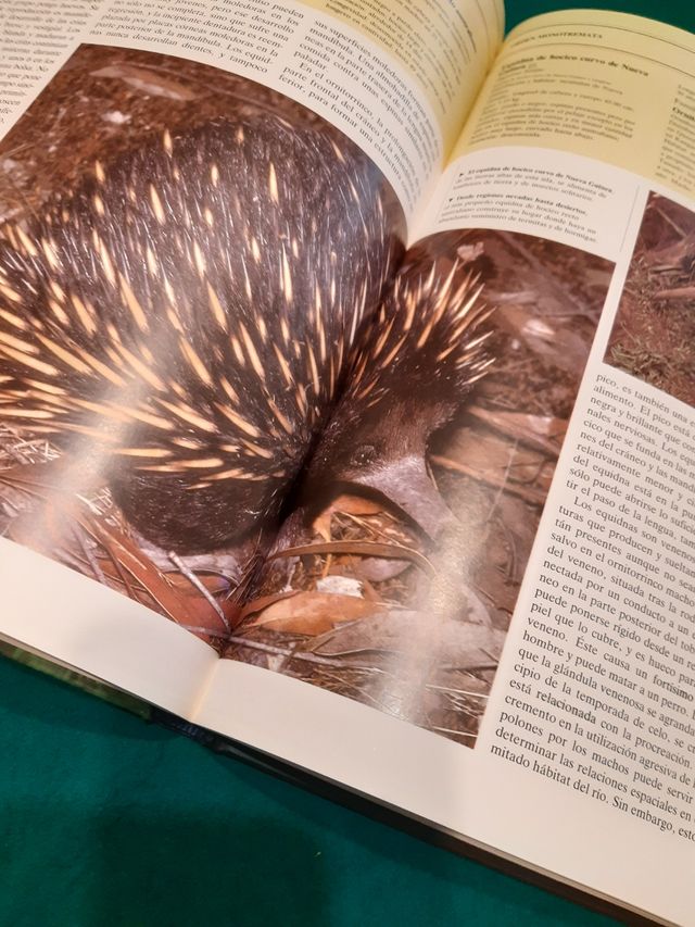 Insectivoros y Marsupiales