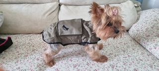 Chubasquero para perros