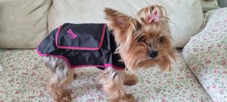 Chubasquero para perros