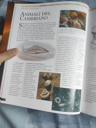 Enciclopedia dei dinosauri