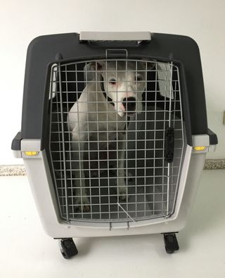 Transportín perro grande con ruedas