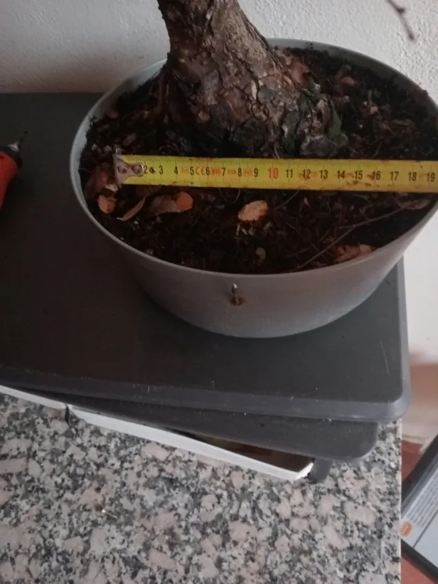 Bonsai olmo pumila