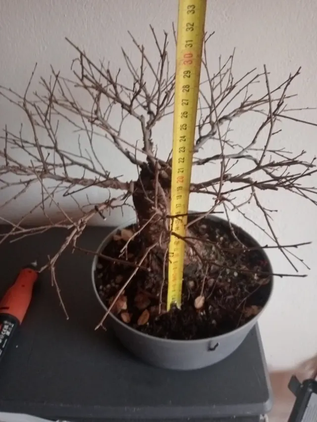 Bonsai olmo pumila