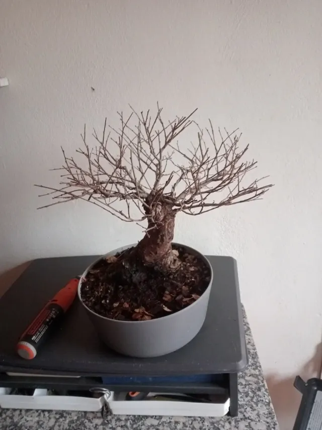 Bonsai olmo pumila