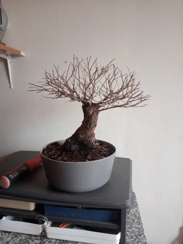 Bonsai olmo pumila