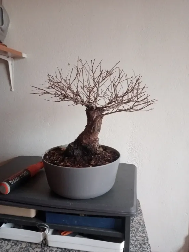 Bonsai olmo pumila
