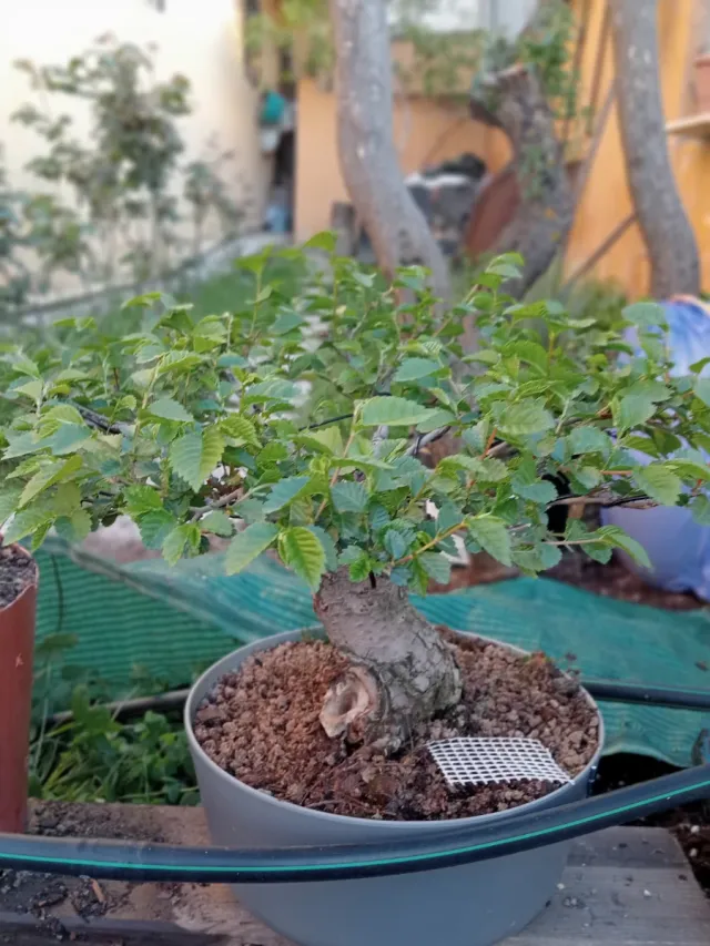 Bonsai olmo pumila