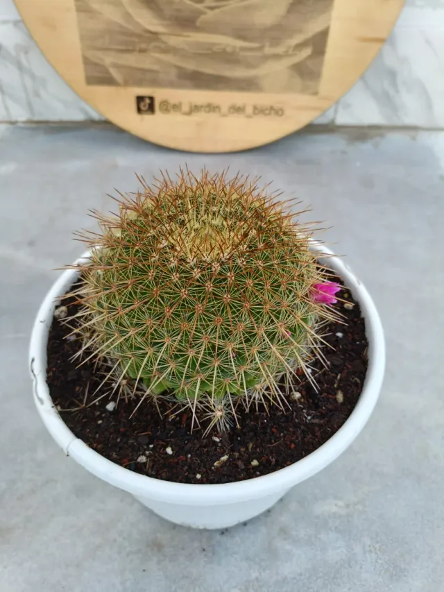 Mammillaria melanocentra var. Rubro..