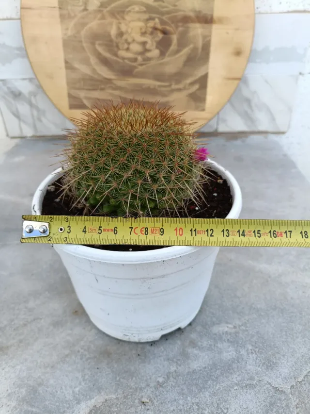 Mammillaria melanocentra var. Rubro..