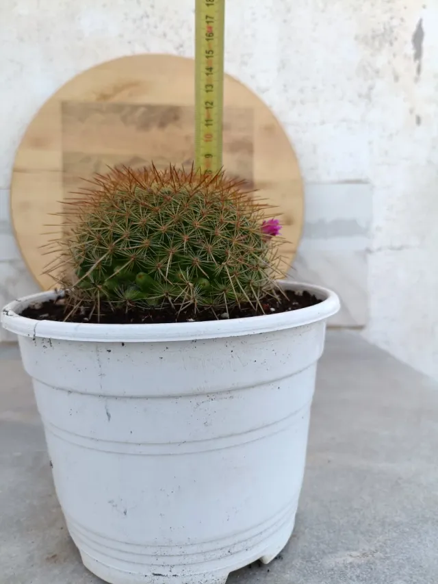 Mammillaria melanocentra var. Rubro..