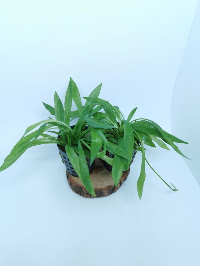 Spada amazonica nana - pianta per acquari