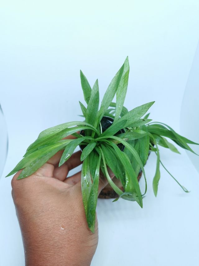 Spada amazonica nana - pianta per acquari