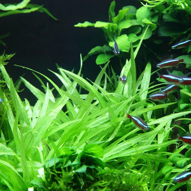 Spada amazonica nana - pianta per acquari