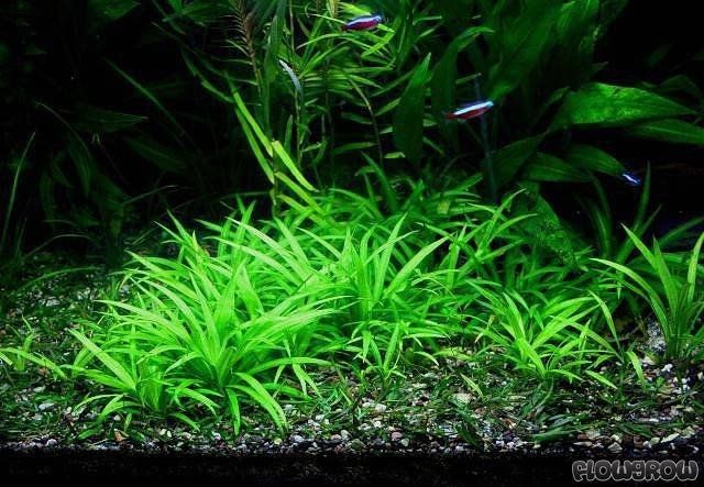 Spada amazonica nana - pianta per acquari