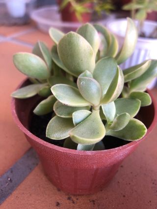 Lote 4 plantas suculentas M8