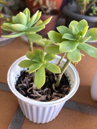 Lote 4 plantas suculentas M8