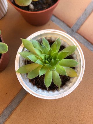 Lote 4 plantas suculentas M8