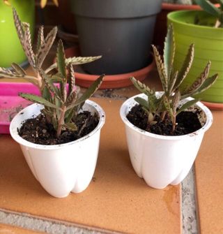 Lote 4 plantas suculentas M8