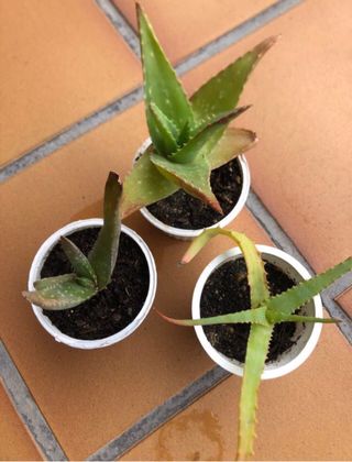 Lote 4 plantas suculentas M8