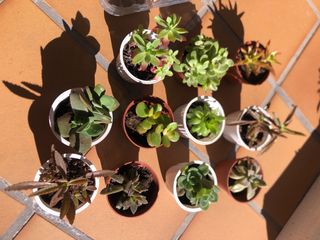 Lote 4 plantas suculentas M8