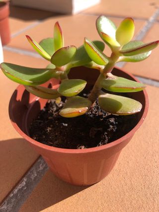 Lote 4 plantas suculentas M8