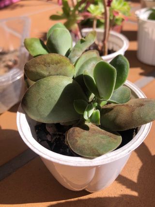 Lote 4 plantas suculentas M8