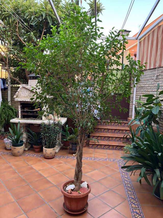 Ficus Benjamina