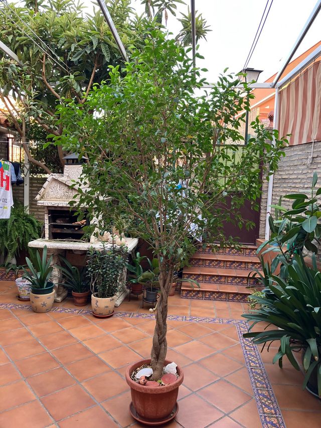 Ficus Benjamina