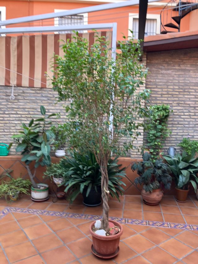 Ficus Benjamina
