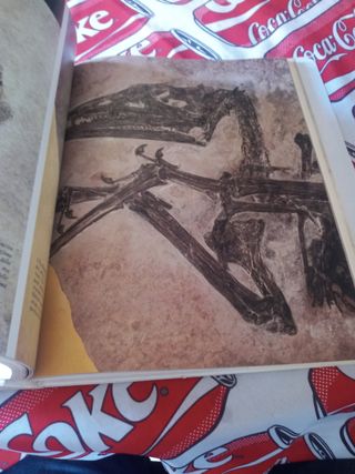 Libro Preistoria
