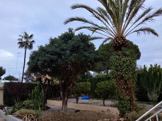 Servicio jardinería 