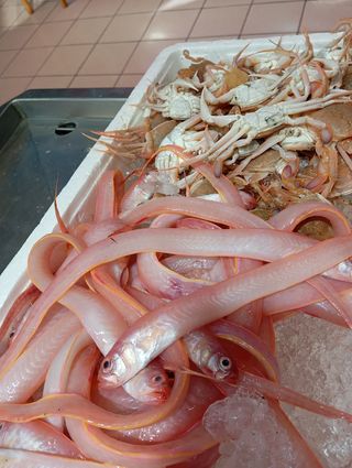 Venta de pescado de buena calidad y frescos