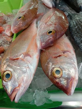 Venta de pescado de buena calidad y frescos