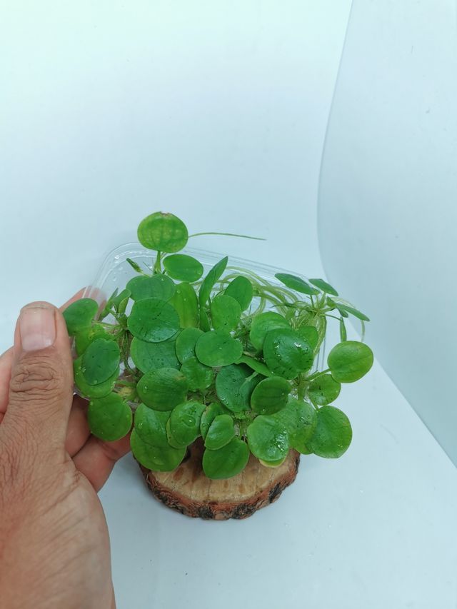 Limnobium Laevigatum