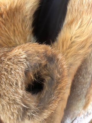 ABRIGO DE ZORRO CANADIENSE