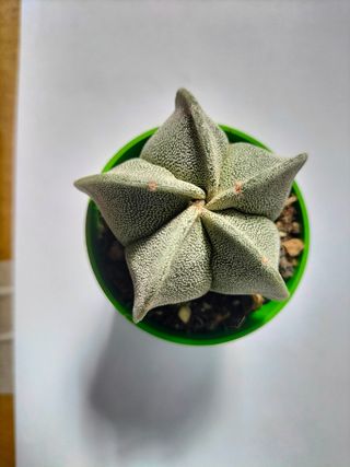 ASTROPHYTUM MYRIOSTIGMA