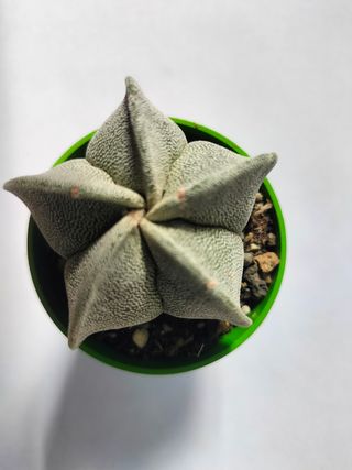 ASTROPHYTUM MYRIOSTIGMA