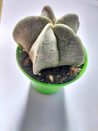 ASTROPHYTUM MYRIOSTIGMA