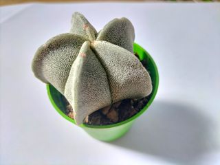 ASTROPHYTUM MYRIOSTIGMA