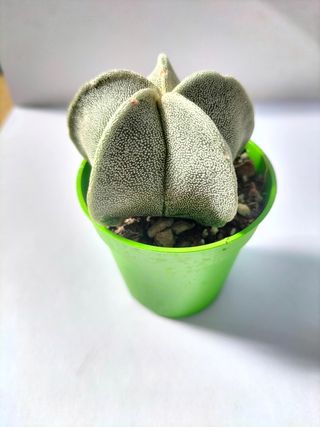 ASTROPHYTUM MYRIOSTIGMA